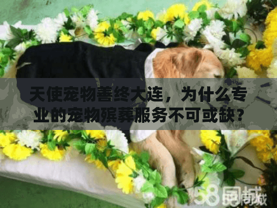 天使宠物善终大连，为什么专业的宠物殡葬服务不可或缺？