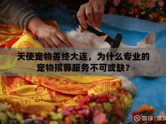 天使宠物善终大连，为什么专业的宠物殡葬服务不可或缺？
