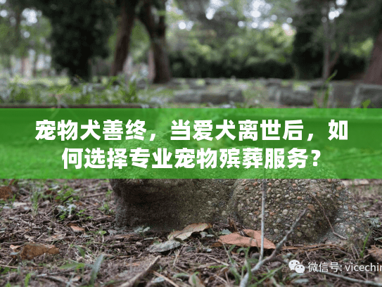 宠物犬善终，当爱犬离世后，如何选择专业宠物殡葬服务？