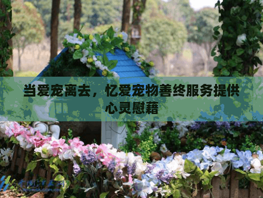 当爱宠离去，忆爱宠物善终服务提供心灵慰藉