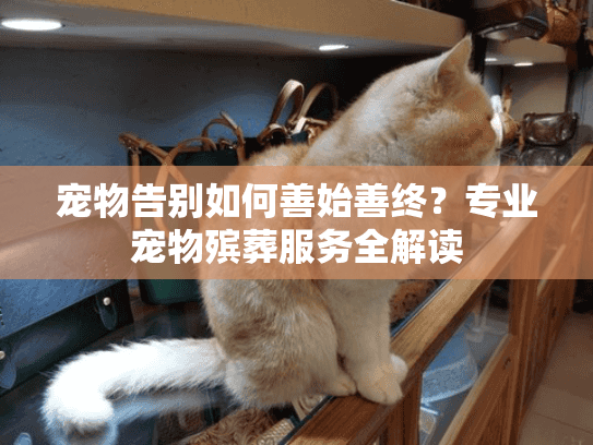宠物告别如何善始善终？专业宠物殡葬服务全解读
