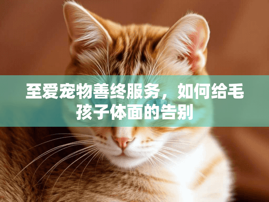 至爱宠物善终服务，如何给毛孩子体面的告别