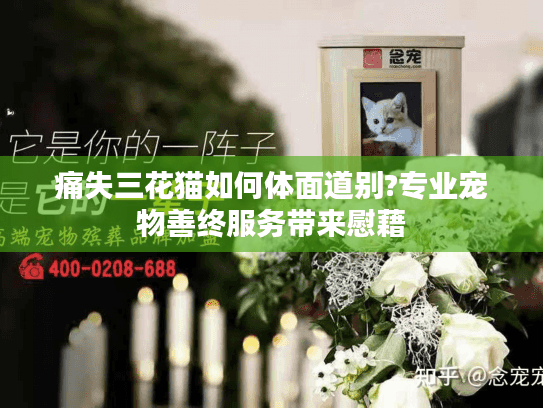 痛失三花猫如何体面道别?专业宠物善终服务带来慰藉