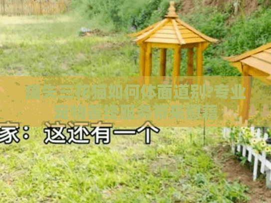 痛失三花猫如何体面道别?专业宠物善终服务带来慰藉
