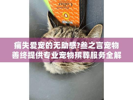 痛失爱宠的无助感?叁之言宠物善终提供专业宠物殡葬服务全解析