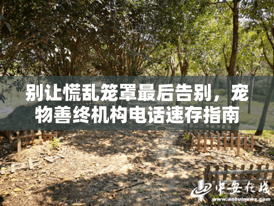 别让慌乱笼罩最后告别，宠物善终机构电话速存指南