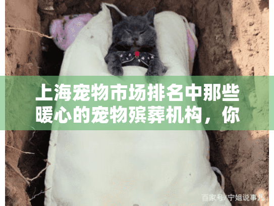 上海宠物市场排名中那些暖心的宠物殡葬机构，你了解几家？