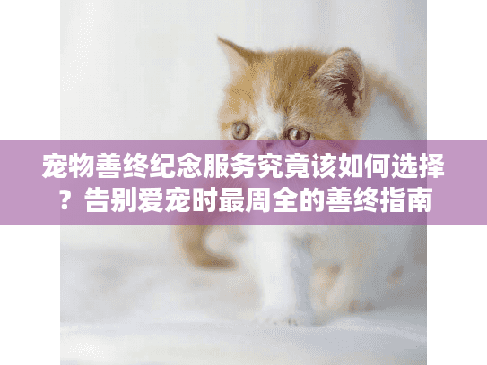 宠物善终纪念服务究竟该如何选择？告别爱宠时最周全的善终指南