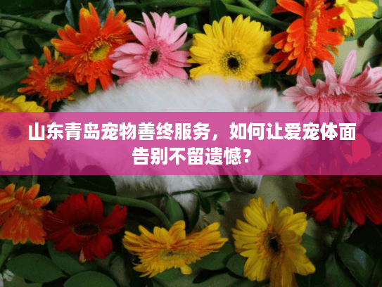 山东青岛宠物善终服务，如何让爱宠体面告别不留遗憾？