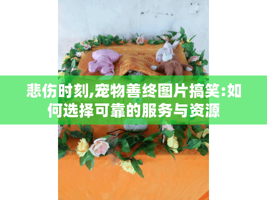 悲伤时刻,宠物善终图片搞笑:如何选择可靠的服务与资源