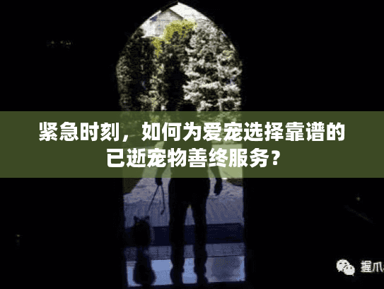 紧急时刻，如何为爱宠选择靠谱的已逝宠物善终服务？