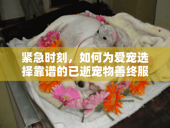 紧急时刻，如何为爱宠选择靠谱的已逝宠物善终服务？