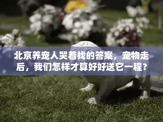 北京养宠人哭着找的答案，宠物走后，我们怎样才算好好送它一程？