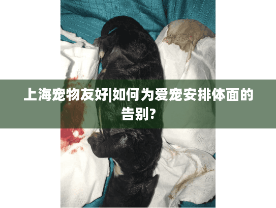 上海宠物友好|如何为爱宠安排体面的告别?