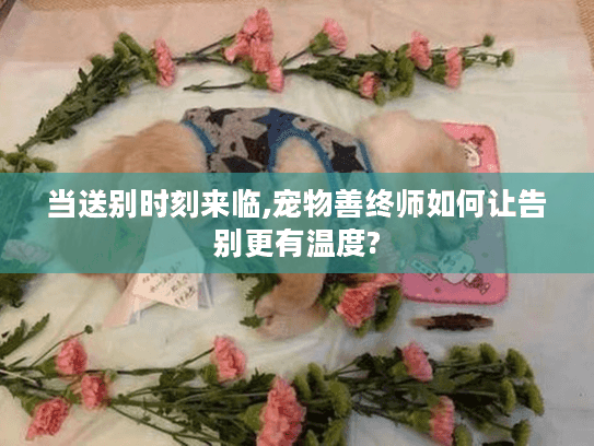 当送别时刻来临,宠物善终师如何让告别更有温度?