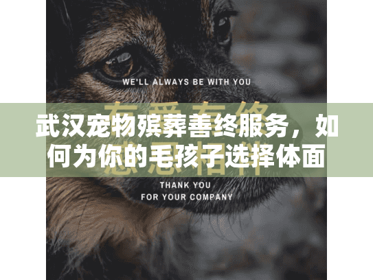 武汉宠物殡葬善终服务，如何为你的毛孩子选择体面告别？