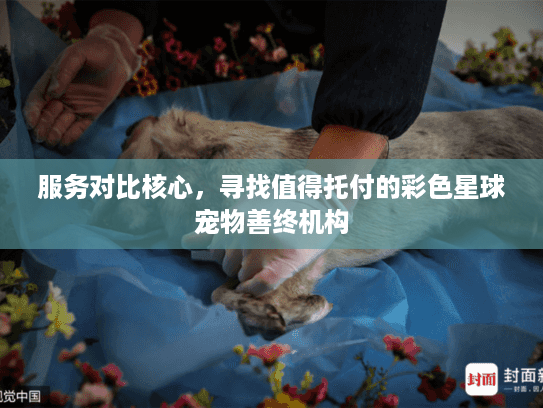 服务对比核心，寻找值得托付的彩色星球宠物善终机构