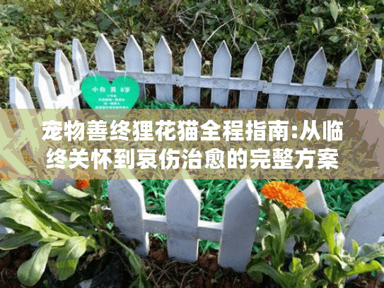宠物善终狸花猫全程指南:从临终关怀到哀伤治愈的完整方案