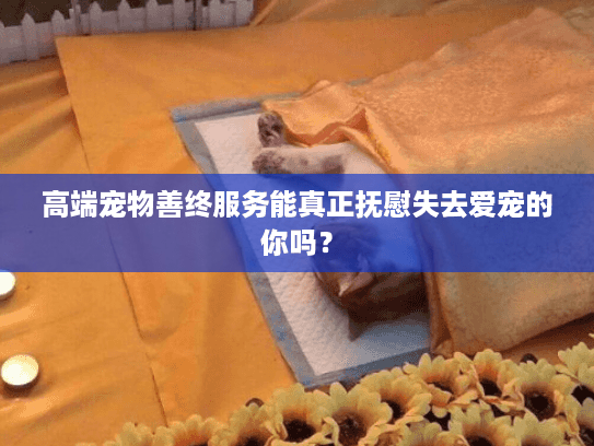 高端宠物善终服务能真正抚慰失去爱宠的你吗？