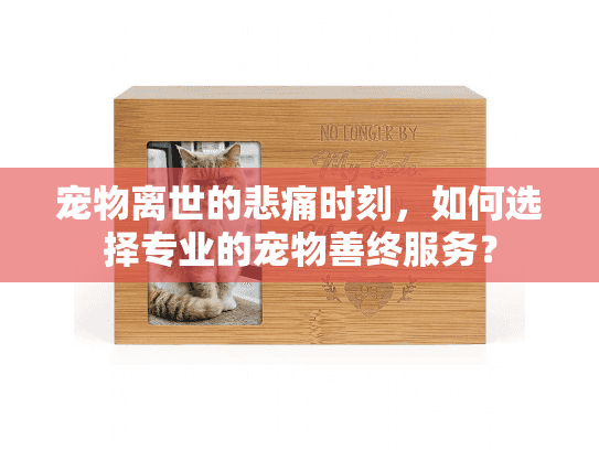 宠物离世的悲痛时刻，如何选择专业的宠物善终服务？