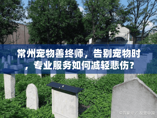 常州宠物善终师，告别宠物时，专业服务如何减轻悲伤？
