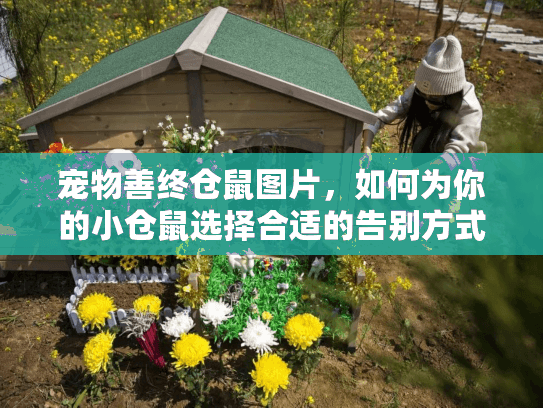 宠物善终仓鼠图片，如何为你的小仓鼠选择合适的告别方式