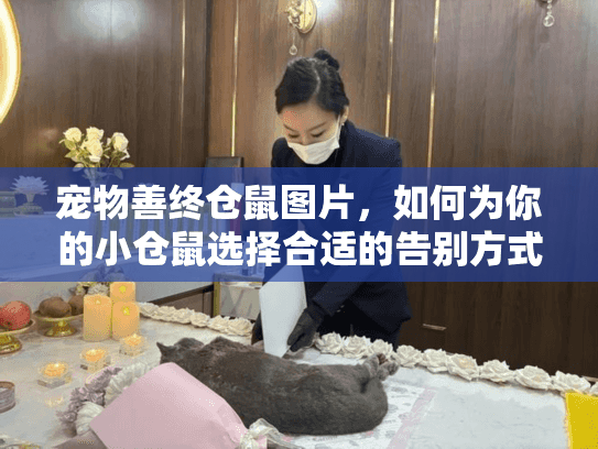 宠物善终仓鼠图片，如何为你的小仓鼠选择合适的告别方式