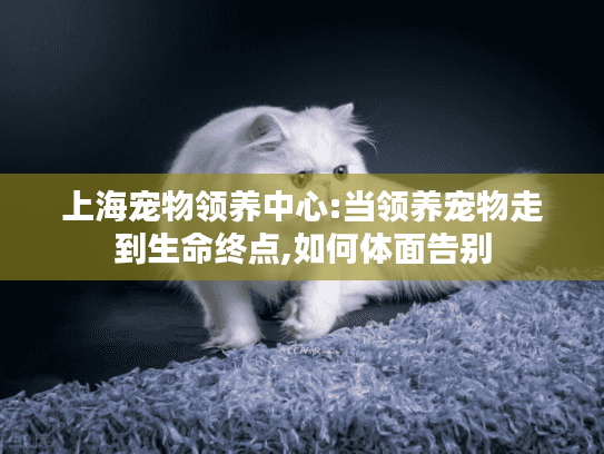 上海宠物领养中心:当领养宠物走到生命终点,如何体面告别