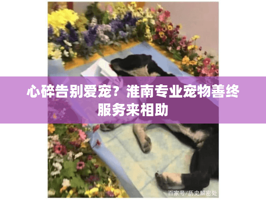 心碎告别爱宠？淮南专业宠物善终服务来相助