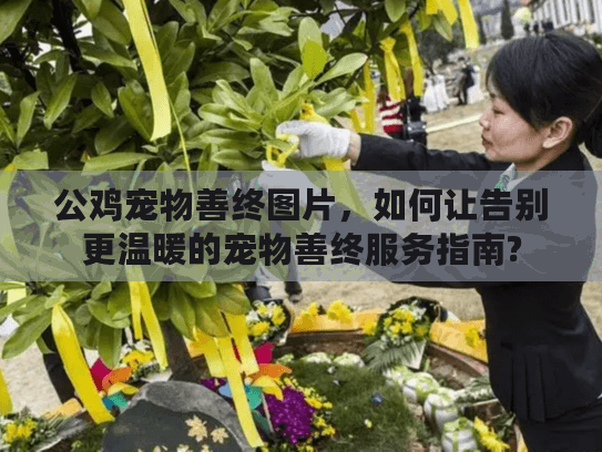 公鸡宠物善终图片，如何让告别更温暖的宠物善终服务指南?
