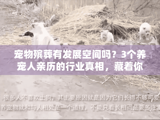 宠物殡葬有发展空间吗？3个养宠人亲历的行业真相，藏着你没看见的需求