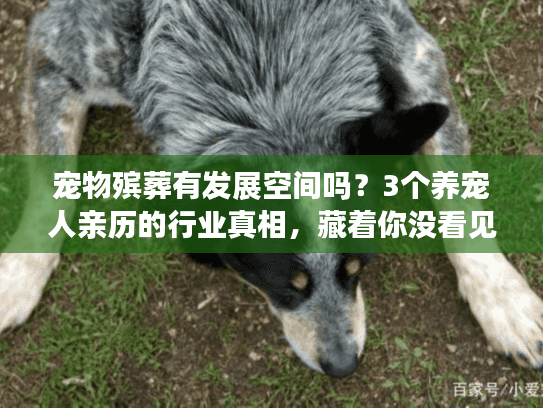 宠物殡葬有发展空间吗？3个养宠人亲历的行业真相，藏着你没看见的需求