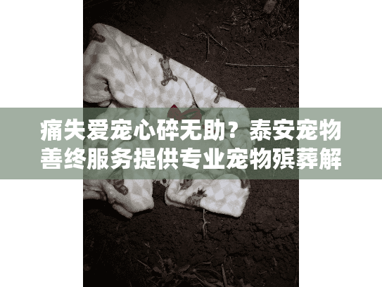 痛失爱宠心碎无助?泰安宠物善终服务提供专业宠物殡葬解决方案 痛失爱宠心碎无助?泰安宠物善终服务提供专业宠物殡葬解决方案