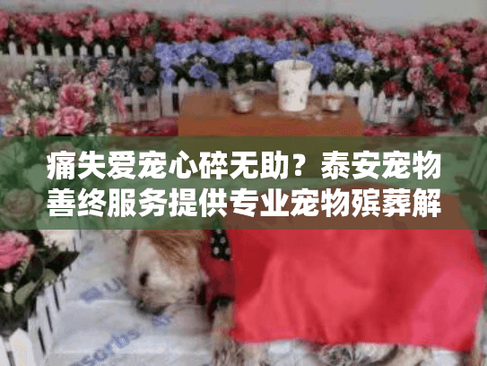 痛失爱宠心碎无助?泰安宠物善终服务提供专业宠物殡葬解决方案 痛失爱宠心碎无助?泰安宠物善终服务提供专业宠物殡葬解决方案