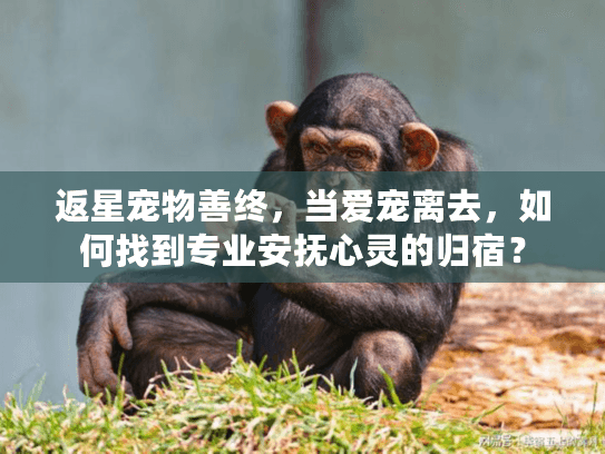 返星宠物善终，当爱宠离去，如何找到专业安抚心灵的归宿？