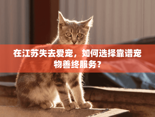 在江苏失去爱宠，如何选择靠谱宠物善终服务？
