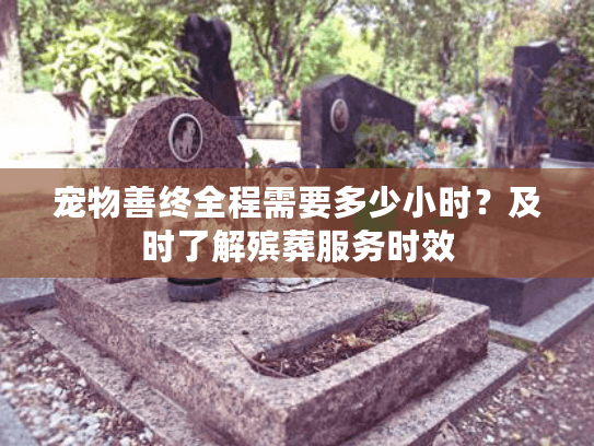 宠物善终全程需要多少小时？及时了解殡葬服务时效