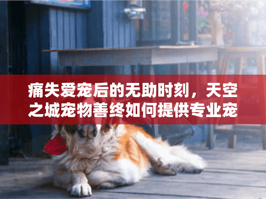 痛失爱宠后的无助时刻，天空之城宠物善终如何提供专业宠物殡葬服务？