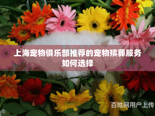 上海宠物俱乐部推荐的宠物殡葬服务如何选择