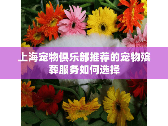 上海宠物俱乐部推荐的宠物殡葬服务如何选择