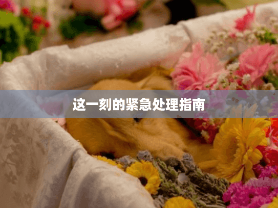 这一刻的紧急处理指南