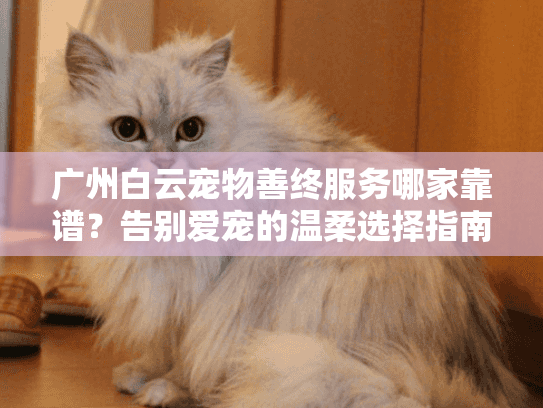 广州白云宠物善终服务哪家靠谱？告别爱宠的温柔选择指南