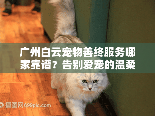 广州白云宠物善终服务哪家靠谱？告别爱宠的温柔选择指南