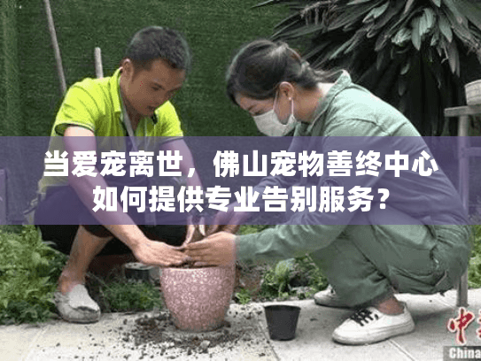当爱宠离世，佛山宠物善终中心如何提供专业告别服务？