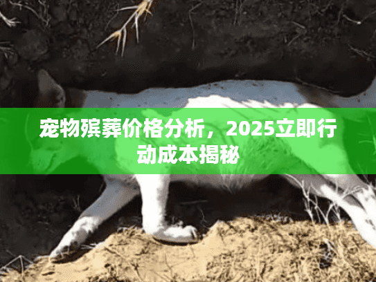 宠物殡葬价格分析，2025立即行动成本揭秘