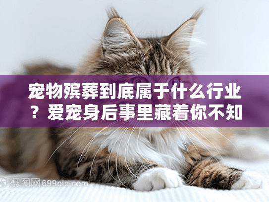 宠物殡葬到底属于什么行业？爱宠身后事里藏着你不知道的服务真相