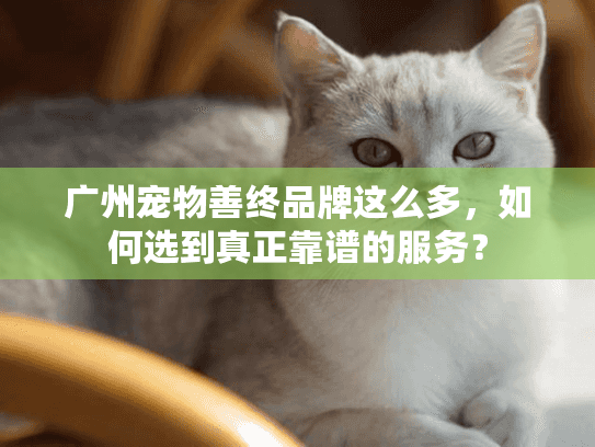 广州宠物善终品牌这么多，如何选到真正靠谱的服务？
