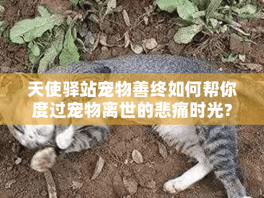 天使驿站宠物善终如何帮你度过宠物离世的悲痛时光?