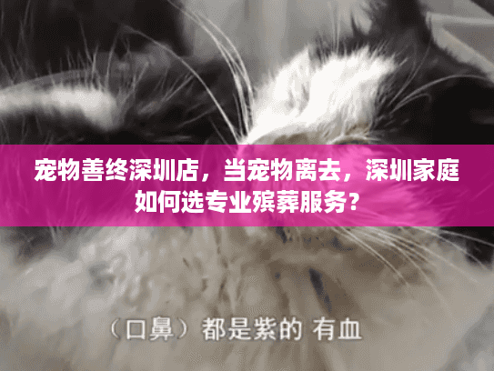 宠物善终深圳店，当宠物离去，深圳家庭如何选专业殡葬服务？