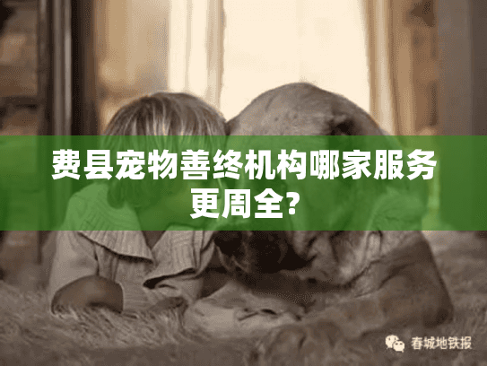 费县宠物善终机构哪家服务更周全?